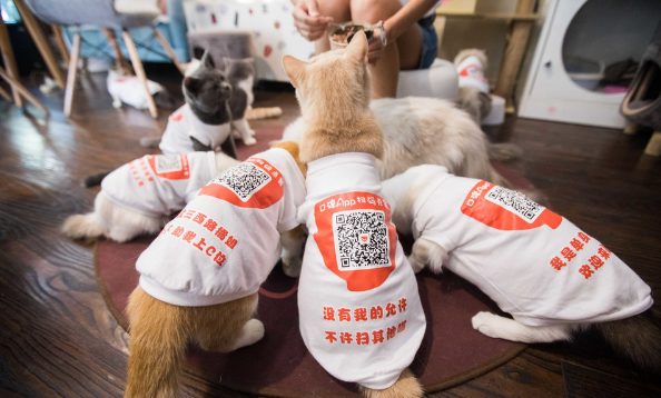 杭州一咖啡店让猫咪当服务员 顾客可扫猫点餐!