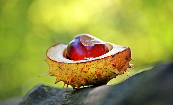 ​果实颜色的演化:系统发育、非生物因素及共生者的作用