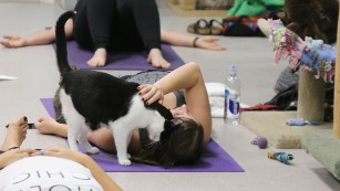 《人类的神秘力量》:猫是如何影响健康的?