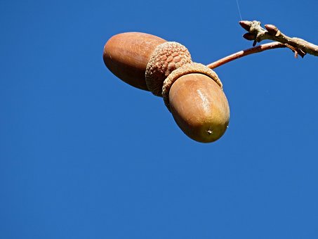 松鼠的橡果都被人捡走了